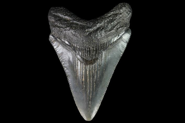 Juvenile Megalodon Tooth - South Carolina #74262